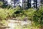 Logging Road
