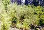 North Fork Caspar Creek Broom